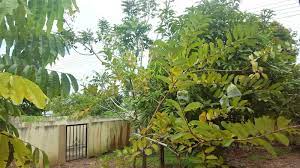 Check spelling or type a new query. Daus Redscarz Pokok Kristal Sarawak Mini Dusun Buah
