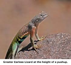 Arizona Lizard Black And White Tail Greater Earless Lizard At The Height Of A