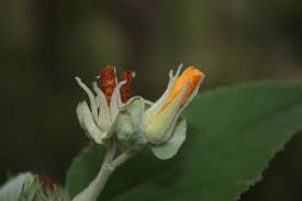 Image result for Melhania