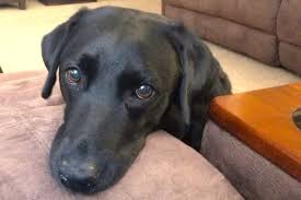 It can originate in the lymph nodes, bone marrow, or organs like the spleen. Hemangiosarcoma In Dogs Symptoms Treatment And Life Expectancy Dr Buzby S Toegrips For Dogs