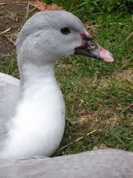 Muscovy Lovers Whats Your Favorite Color Muscovy Duck Barnyard Buddies Duck Farming