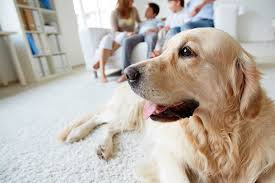 Nicht in jeder wohnung ist hundehaltung erlaubt. Hunde Die Sich Fur Die Wohnung Eignen