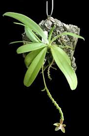 Orchids are a great addition to any home, with their exotic flowers and their beautiful shapes and vibrant colours. Mounted Orchid Care Repotme