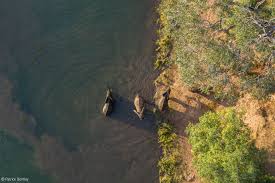 Image result for Triplochiton zambesiacus