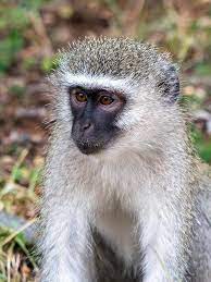 African Vervet Monkey Vervet Monkey African Animals Canvas Painting