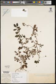 Image result for Elatostema monticola