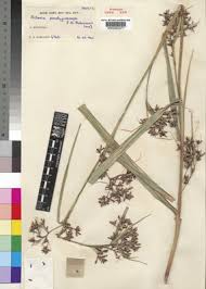 Image result for Kyllinga robinsoniana