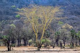 Image result for Acacia xanthophloea