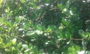 Image result for Coleus psammophilus