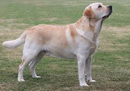 Everything about the labrador retriever 🐶👇 the labrador retriever is, without doubt, one of the most appreciated and beloved breeds in the world. Labrador Retriever Breeds