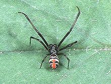 … hymalayas are the highest mountains in … asia. Latrodectus Wikipedia