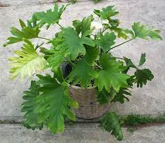 Image Result For Indoor Plants With Big Leaves Big Leaf Plants Plants Indoor Plants Names