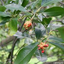Find tips and guides to grow and maintain the perfect garden for your home. Sweetbay Magnolia Tree On The Tree Guide At Arborday Org