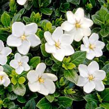 Gardenia Jasminoides Kleim S Hardy J Parker S Gardenia Shrub Gardenia Plant Fragrant Flowers