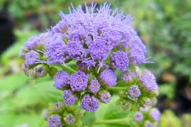 Image result for Ageratum