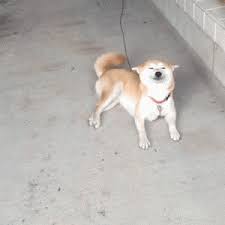 Download Animated Gif Dog Wag Gif Png Gif Base 'tail wagging dog' is animated in 15 frames, the animation is 4.3 seconds long and loops continously. download animated gif dog wag gif png