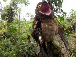 Creepy Bird With Big Eyes Potoo Yes It S Real Scary Birds Potoo Bird Weird Birds