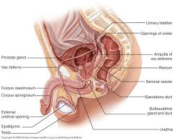 Male and female anatomy complete pack (textured). The Male Reproductive System Anatomy And Phyisiology