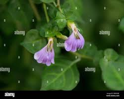 Image result for Sclerochiton