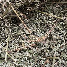 Cây chó đẻ răng cưa (Cây diệp hạ châu)