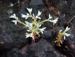 Image result for Polycarpaea corymbosa