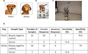 When the prostate gland becomes enlarged it presses against the wall of the urethra (the tube which connects the bladder to the outside of the dog), making it very difficult for your dog to urinate. Toward A Disease Sniffing Device That Rivals A Dog S Nose