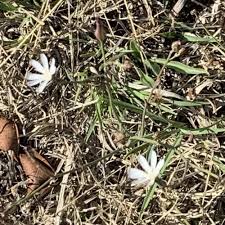 Image result for Ptycholobium plicatum