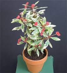 Crown of thorns plant care despite its intimidating look is incredibly easy. Pin On Cactus Succulents