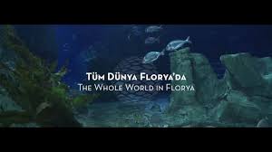Florya Istanbul Akvaryum Youtube