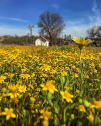 Wildflowers of san luis obispo county. Things To Do This Spring In Slo County A M Sun Solar