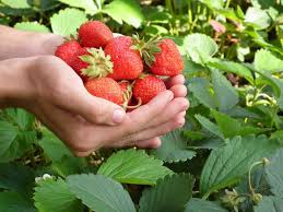 Just buy some strawberries from the store for once. 7 Real Life Lessons On How To Grow Strawberries From Seeds