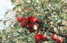 We did not find results for: Growing Fruit Trees Backwoods Home Magazine