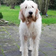 Originally bred for hunting, the gr. Le Grand Basset Griffon Vendeen Ce Qu En Pensent Ses Proprietaires Emprunte Mon Toutou