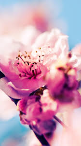 Standard 4:3 5:4 3:2 fullscreen uxga xga svga qsxga sxga dvga hvga hqvga. Cherry Blossom Iphone Hd Wallpaper Pixelstalk Net