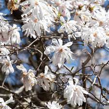 They love a full sun environment and thrive in the upper, middle, lower, and coastal south planting zones. 10 Varieties Of Flowering Trees For Your Landscape