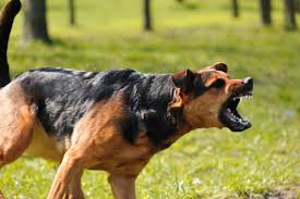 Ch 10 A Mad Dog Named Tim Came Walking Down The Street And Atticus Can Home As Fast As He Could And Shot The Dog Jem Agressive Dog Aggressive Dog Angry Dog
