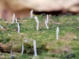 Image result for Multiclavula mucida