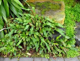 Image result for Pyrrosia