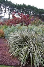 Image result for Acacia kamerunensis