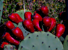 Indian Fig Prickly Pear | Cacti Agave and More