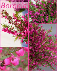 Pin On Farm Plants