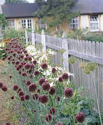 Al Sphaerocephalon 3 Jpg 760 920 Allium Flowers Bulb Flowers Allium Sphaerocephalon