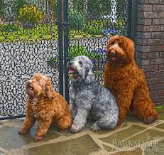 Image result for labradoodle