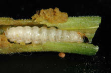 Pale plant bases, chewed up stems (frass). Squash Vine Borers In Home Gardens Umn Extension