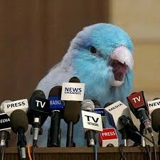 Scream Instead Of President Papaganlar Muhabbet Kuslari Komik Hayvan Fotograflari