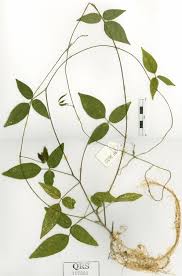 Image result for Centrosema