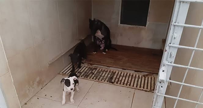 Pitbull Terrier cinsi kÃ¶pek ve yavrularÄ±na el konuldu ile ilgili gÃ¶rsel sonucu