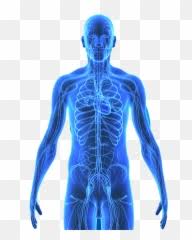 Maybe you would like to learn more about one of these? Free Transparent Cartoon Body Png Images Page 1 Pngaaa Com