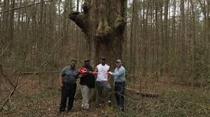 Hank Aaron Tree in East Point is a champion