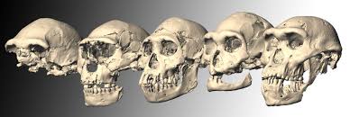 In indonesien entwickelte sich homo erectus möglicherweise zu anderen, heute ebenfalls ausgestorbenen arten weiter (siehe die menschen von flores). Evolution Die Fruhen Experimente Am Menschen